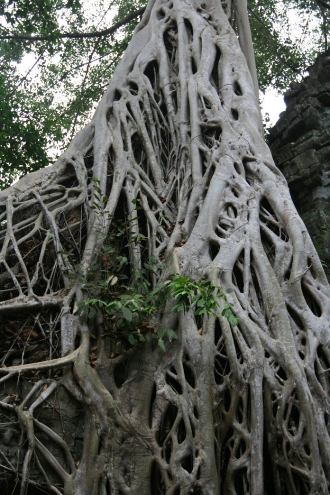 Angkor lava tree weblike