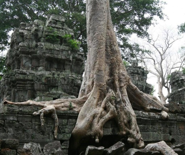 Angkor lava tree