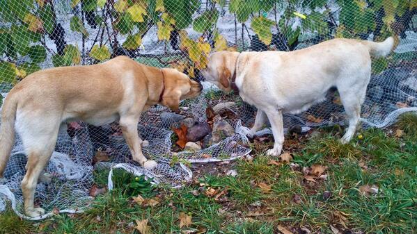 How do you tell if your grapes are at optimum ripeness? Send in the wine dogs of course 