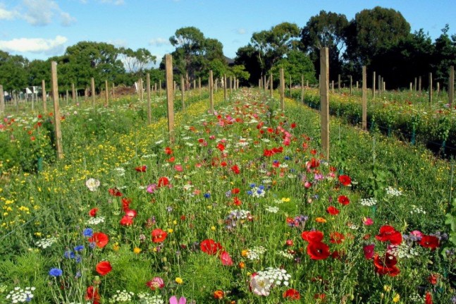 Ata Rangi - wildflowers in the vineyard rows