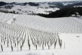 Austria - Eckberg vineyards in winter (picture credit - AWMB / Harry Schiffer)