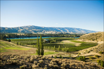 Bald Hills Vineyard, New Zealand