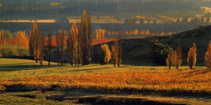 Felton Road Elms vineyard