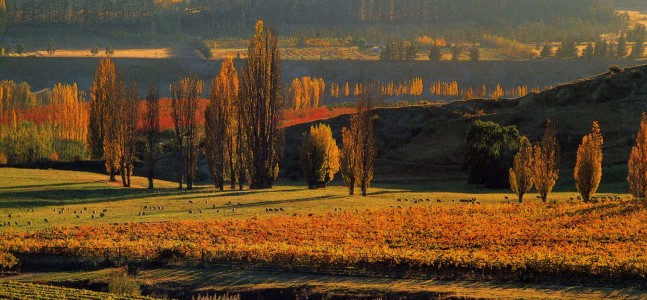 Felton Raod Elms vineyard
