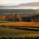 Felton Raod Elms vineyard