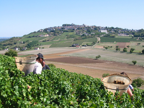 Fournier 5 - The Vineyards during the Harvest (2)