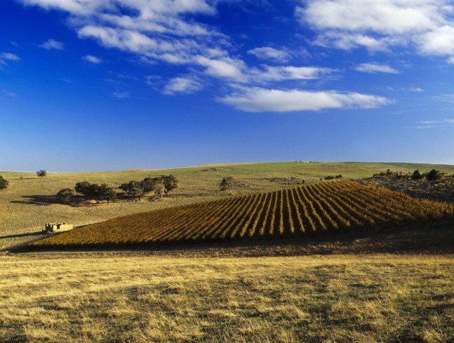 Grosset Gaia Vineyard - Clare Valley, South Australia