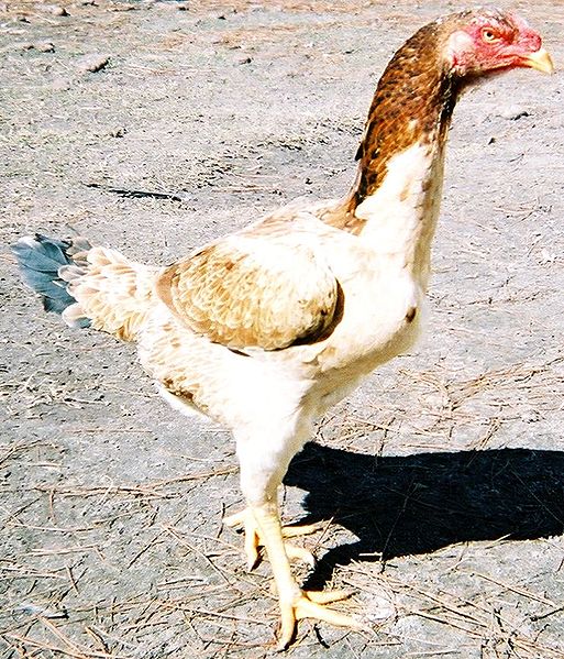 A Happy Chook is a Tasty Chook - The Wandering Palate