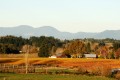 Neudorf vineyard