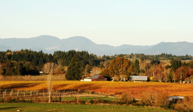 Neudorf vineyard from beuke