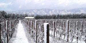 Palliser vineyard on snowy winters day