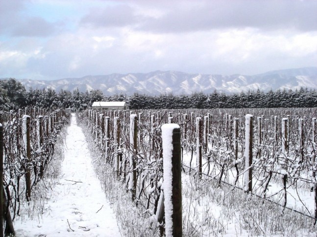 Palliser Vineyard Snow