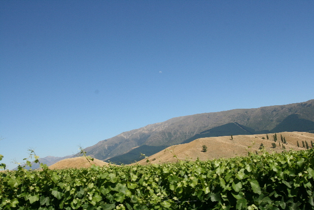 Thar's Pinot Noir in them hills - Ballochdale Estate www.ballochdaleestate.co.nz