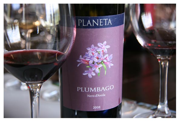 Planeta plumbago_7311