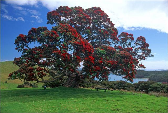 New Zealand's native Pohutakawa tree