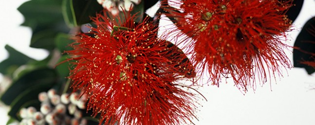 Pohutukawa www.projectcrimson.org.nz