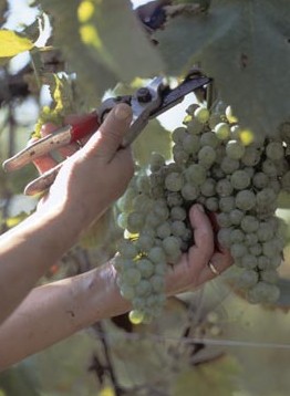 Prosecco Grapes