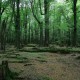 New Zealand forest and Rata trees - photography by Daz Caulton