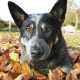 Reg, Wine Dog of the Month