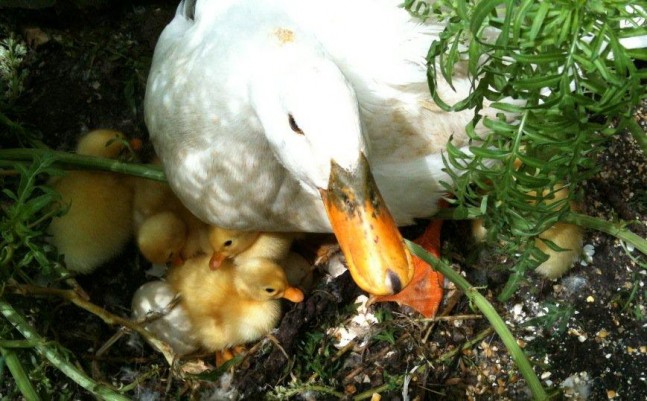 resident Aylesbury duck and its newly hatched ducklings at Ruth & Paul Pretty's Springfield Property