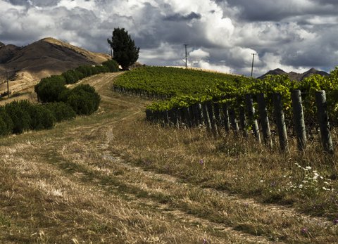 Seresin Raupo Creek Vineyard