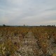 A view of Chateaunuef-du-pape  Look at how unfertile the soil is with galets so huge