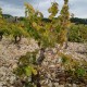 The old vines of Cassis