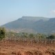 The crusty red iron-rich soils of Jas d'esclans an example of the great variation of soil types in Provence