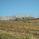 The Dentelle de Montmirail protects the  Muscat vines here from the Mistral wind