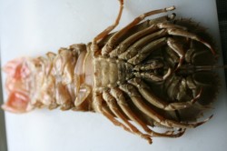 Slipper Lobster - upside down
