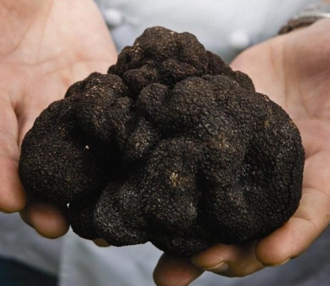 Superior Perigord Truffle http://en.wikipedia.org/wiki/Truffle