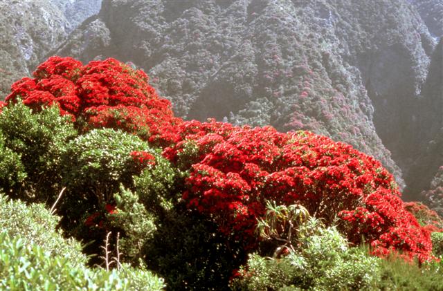 The equally magnificent New Zealand native Rata tree