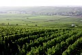 Wittmann Morstein Vineyard