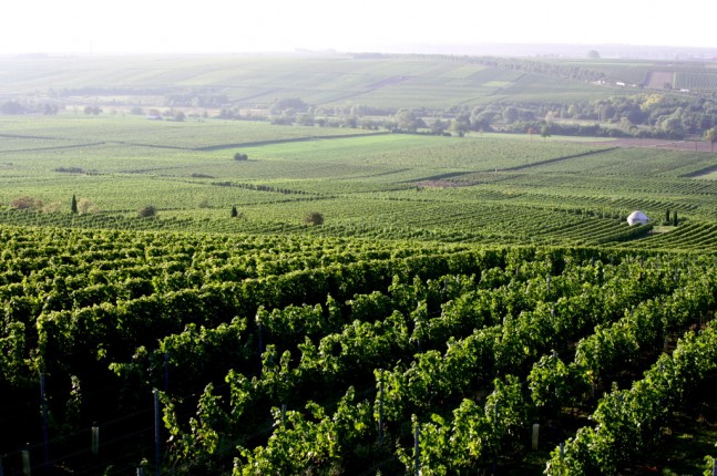 Wittman Morstein Vineyard - low res
