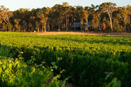 Arlewood Vineyard, Margaret River, Australia