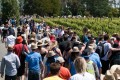 People visiting Ata Rangi vineyard, New Zealand