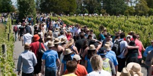 People visiting Ata Rangi vineyard, New Zealand