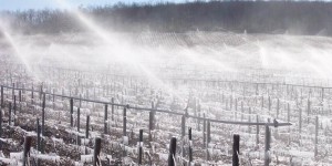 Billaud Simon Chablis vineyards frost