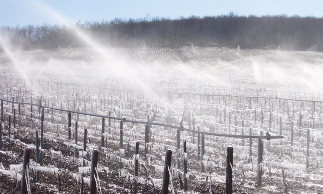 Billaud Simon Chablis vineyards frost