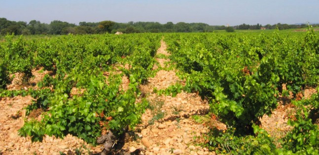 M. Chapoutier Cotes du Rhone vineyard, France