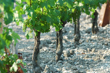 Medoc Chateau La Lagune gravel, France