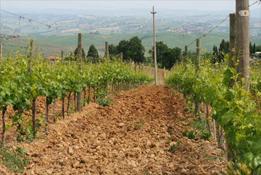 Conti Costanti vines, Tuscany