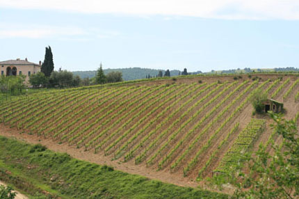 Costanti Brunello vineyard view