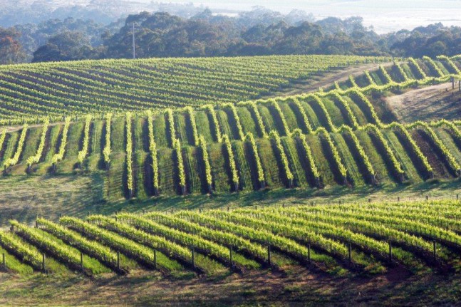 Dalwhinnie vines slopes, Australia