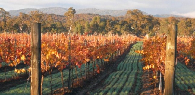 Dalwhinnie vineyard autumn view, Australia