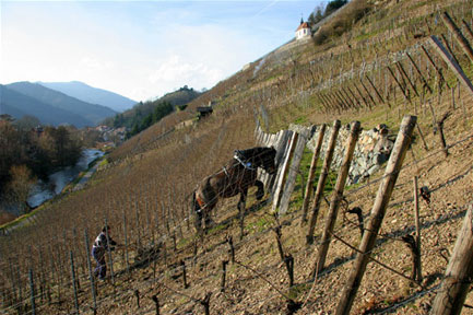 Zind-Humbrecht's famous Grand Cru vineyard Rangen