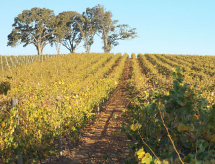 Grosset Vineyard, Australia