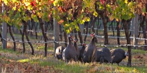 Guineau Fowls resident at Arlewood Vineyard, Australia