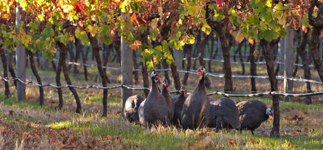 Guineau Fowls resident at Arlewood Vineyard, Australia