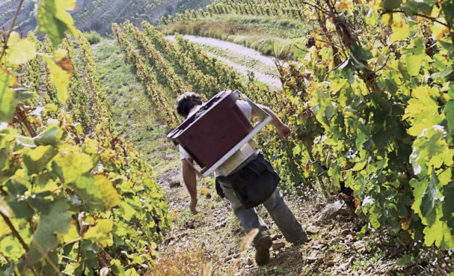 Hermitage in the Northern Rhone Valley slopes